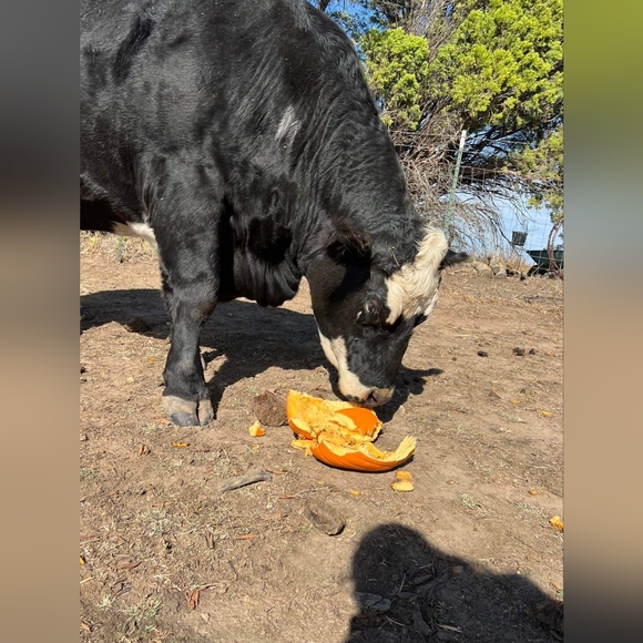 Cows cows and more cows - Picture 5 of 12